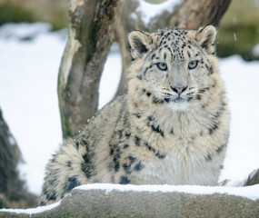 snow leopard in winter