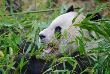 Obraz na płótnie Canvas giant panda eating a bamboo