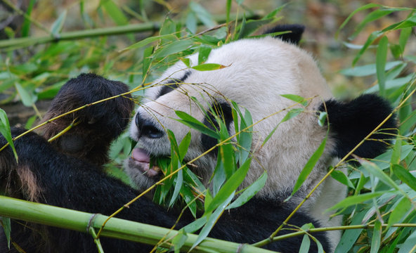 Fototapeta giant panda bear is eating a bamboo