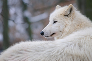 Loup arctique dans une forêt d& 39 hiver