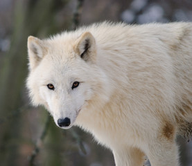 arctic Wolf in a winter forest