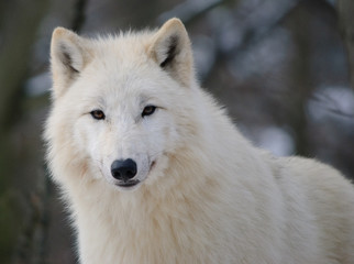 Obraz na płótnie Canvas arctic Wolf portrait