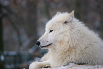 arctic Wolf portrait