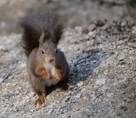 european red squirrel