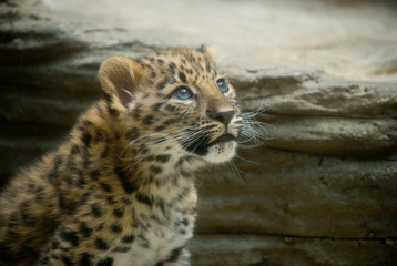 amur leopard cub