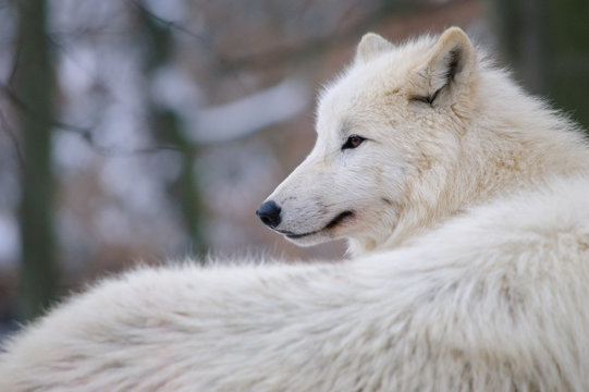 Fototapeta arctic Wolf in a winter forest