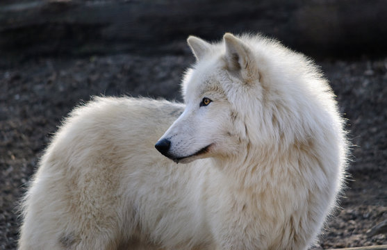 white arctic Wolf is looking back