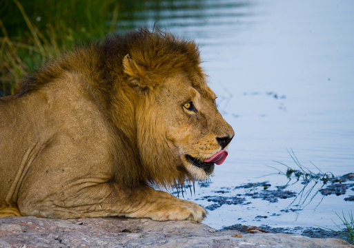 Big male lion with a mane of gorgeous drinking water. National Park. Kenya. Tanzania. Masai Mara. Serengeti. An excellent illustration.