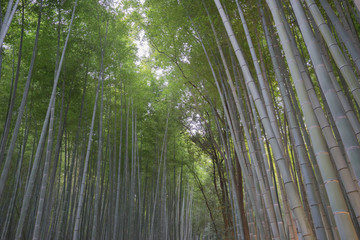 Bamboo forset