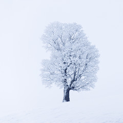 winterliche Impressionen mit vereistem Baum