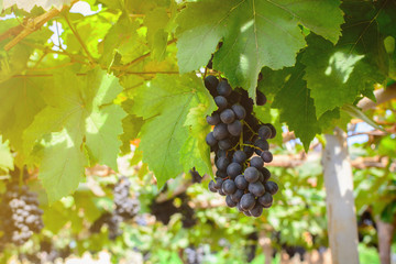 purple red grapes with green leaves on the vine