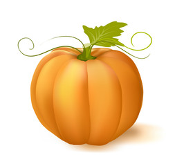 pumpkin with leaf over white background. vector illustration