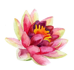 lotus flower. watercolor