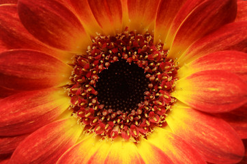 Red and orange daisy flower