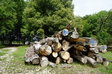 Heap of logs