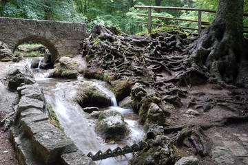 Tree and roots