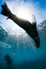 Puppy sea lion underwater looking at you