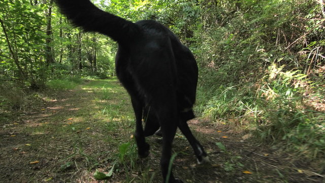 Young black dog in the woods