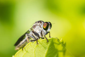 Robber Fly on green leaf