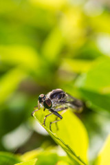 Robber Fly on green leaf