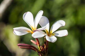 frangipani flower