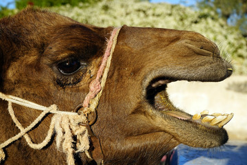 Head of camel