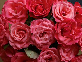Pink roses background
