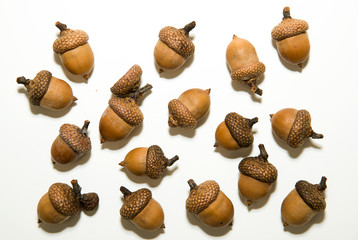 Many  acorns  with caps on over white