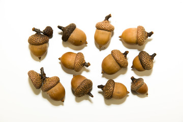 Many  acorns  with caps on over white