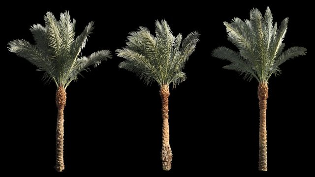 3 blowing on the wind beautiful long green full size real tropical palm trees isolated on alpha channel with black and white luminance matte, rotated, perfect for film, digital composition.