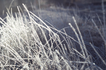 Winter graced every blade of grass , fabulous frost 