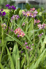 Colorful orchids in a greenhouse