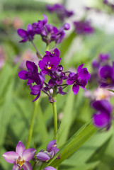 Purple orchids in a greenhouse