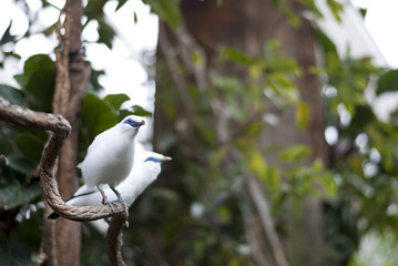 Bali Mynah, Endangered bird from Bali, Indonesia