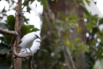 Bali Mynah, Endangered bird from Bali, Indonesia