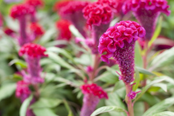 Pink Common Cockscombs, Crested Celosia