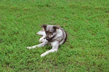 dog lying on the grass