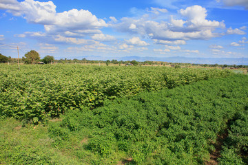 Fototapeta na wymiar agriculture field