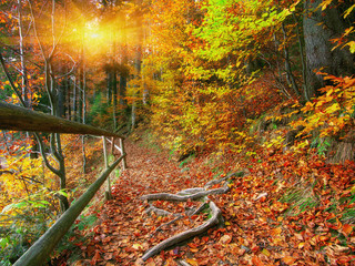 trail in autumn forest at sunset