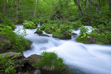 Stream in green forest