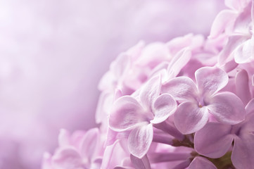 Lilac flowers close-up