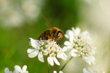 Colorful photo of bee on purple flower on green background.