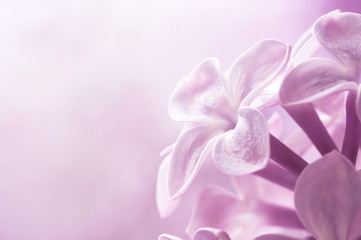 Naklejka na ściany i meble Lilac flowers close-up