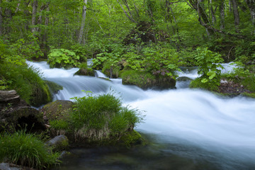 Stream in green forest