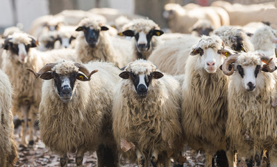 herd of sheep