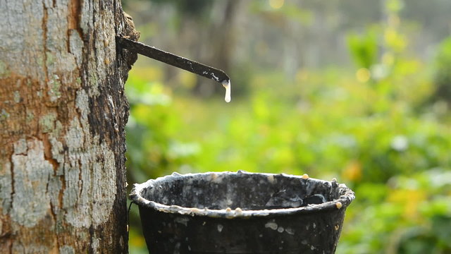 Close-up of the rubber latex drop from a rubber tree
