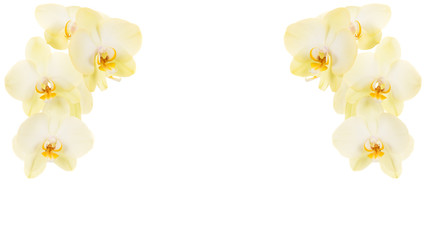 Two white blooming orchid branches on the sides on a white background with room for text