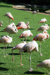 Group of pink flamingos in green  park