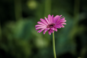Beautiful Gerbera flower on the outdoor garden
