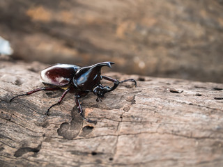 Male Rhinoceros beetle